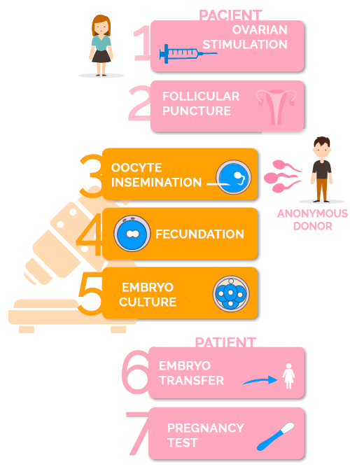 fases de la fecundación in vitro con semen de donante