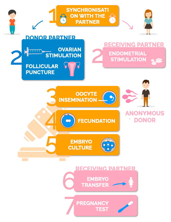 Phases of the ROPA Method: Shared Maternity for female couple