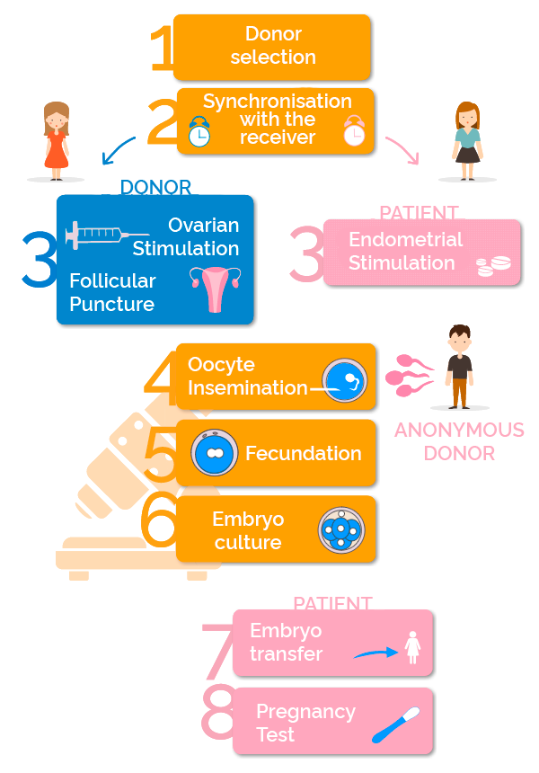 fases de la fecundación in vitro con ovodonación y semen de donantes anónimos