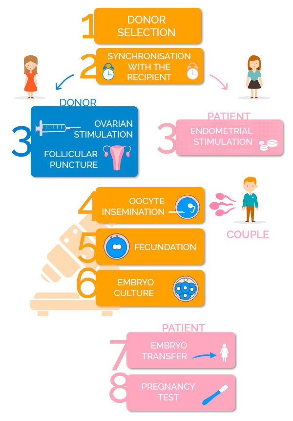 fases de la fecundación in vitro con ovodonación y semen de la pareja