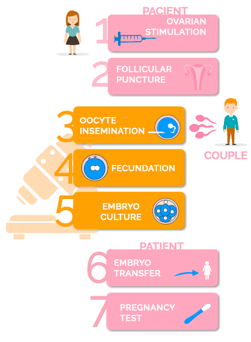 fases de la fecundación in vitro con semen de la pareja